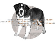 Editorial collage illustration of a Saint Bernard dog over a circular vintage map background with repeating Survey Says text in gray and gold.