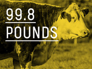 Yellow-tinted photo of a cow overlaid with large white text reading 99.8 pounds, communicating a data quantity about beef.