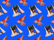 Repeating pattern on blue background showing a person looking through binoculars and a red cardinal bird in flight, arranged in a tiled collage design.