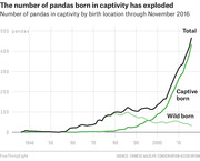 Line chart showing the number of pandas in captivity by birth location (total, captive born, wild born) from 1936 through November 2016, with a sharp rise in captive-born pandas after 2000.