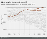 Line chart showing breed popularity ranks for all terriers since 1935, with the Yorkshire Terrier highlighted rising to near 1st place by the 2010s.