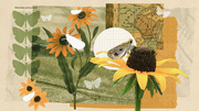 Editorial collage illustration featuring Oarisma poweshiek skipper butterflies on black-eyed Susan flowers with a vintage Midwest map and prairie landscape in the background.