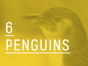Yellow-tinted editorial graphic showing a close-up penguin head with large white text reading 6 PENGUINS.