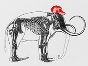 Black and white engraving of a woolly mammoth skeleton wearing a red baseball cap, used as editorial illustration.