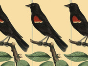 Vintage botanical illustration of a red-winged blackbird perched on a branch with green leaves, repeated three times side by side.