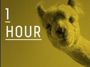 Yellow-tinted editorial graphic showing a llama or alpaca face alongside large white text reading '1 HOUR', used to communicate a time quantity.