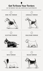 Illustrated guide to six top terrier breeds competing at Westminster, numbered and labeled with sketched drawings of each dog.
