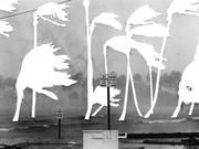 Black and white editorial illustration combining a stormy beach photo with white silhouettes of palm trees bending in hurricane-force winds.