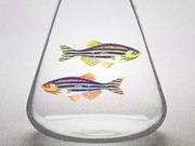 Editorial illustration showing two colorful striped zebrafish inside a large glass Erlenmeyer flask, suggesting scientific research or biology.