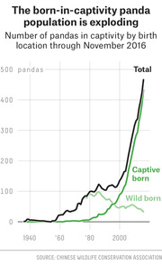 Line chart showing the number of pandas in captivity by birth location from 1940 through November 2016, with total, captive-born, and wild-born lines.