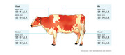 Illustrated cow diagram showing price per pound for four beef cuts (Chuck, Rib, Brisket, Round) comparing March 2013 and March 2015 prices.