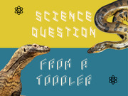 Editorial illustration for FiveThirtyEight's Science Question From a Toddler series, featuring a lizard and snake with LEGO-style block lettering on yellow and teal backgrounds.