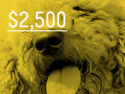 Yellow-tinted close-up photo of a fluffy dog with tongue out, overlaid with the price $2,500 in large white text.