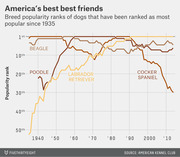 Line chart showing popularity rank trends of top dog breeds including Beagle, Poodle, Labrador Retriever, and Cocker Spaniel from 1935 to 2010s.