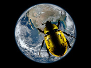 Editorial illustration showing a large golden beetle superimposed over a satellite image of Earth against a black background.