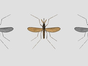 Detailed editorial illustration of a mosquito shown from above with wings spread, flanked by partial grayscale mosquito illustrations on either side.
