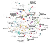 Network graph showing clusters of pro-Trump Twitter bot activity labeled by topic such as CNN is fake news, NFL Protests, Hillary Voter Fraud, and Antifa Violence with percentage shares.