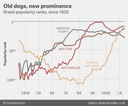 Line chart showing American Kennel Club popularity ranks for Siberian Husky, Maltese, Rottweiler, and French Bulldog breeds from 1935 to the 2010s.