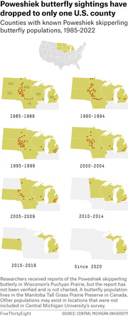 Series of small maps showing the decline of Poweshiek skipperling butterfly populations across U.S. Midwest counties from 1985 to 2022, with butterfly icons shrinking over time.