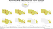Eight small maps showing the decline of Poweshiek skipperling butterfly sightings across U.S. counties from 1985 to 2022, with butterfly icons marking known populations.