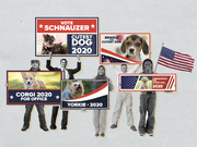 Editorial illustration of people holding campaign-style signs for dog breeds including Schnauzer, Beagle, Corgi, Yorkie, and Labradoodle competing for Cutest Dog 2020.