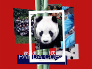Editorial collage on a red background featuring giant panda photos, Chinese text, a document header, and the words PANDA CUB related to panda diplomacy.