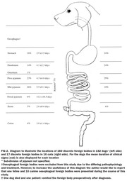 Medical diagram of a dog's digestive tract showing locations and percentages of foreign bodies found in 152 dogs and 16 cats, with mean duration of clinical signs.