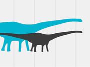 Silhouette size comparison of two long-necked sauropod dinosaurs, one teal and one dark gray, shown overlapping against a light grid background.