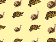 Repeating pattern of illustrated tortoises and snails on a pale yellow background, used as decorative editorial art.